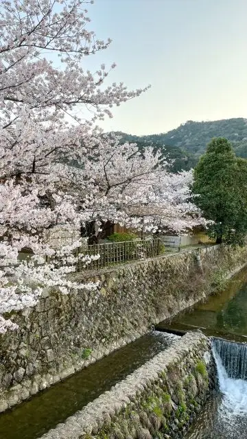 Sakura au bord de l'eau à Kyoto