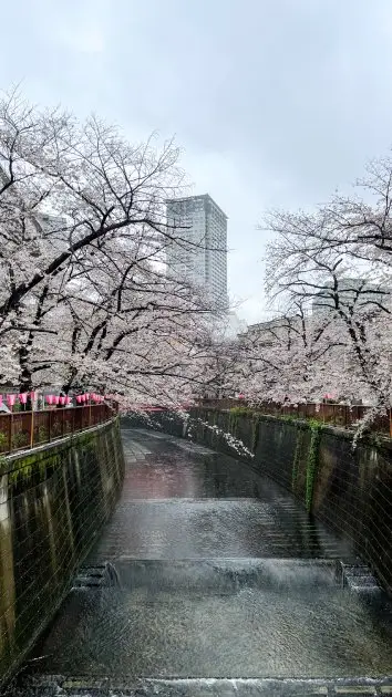 Sakura le long de la rivière Meguro à Tokyo