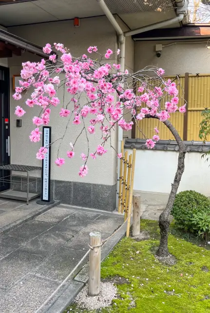 Sakura à Fukuoka