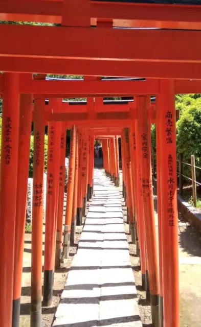 Tunnel de torii du sanctuaire Nezu à Tokyo
