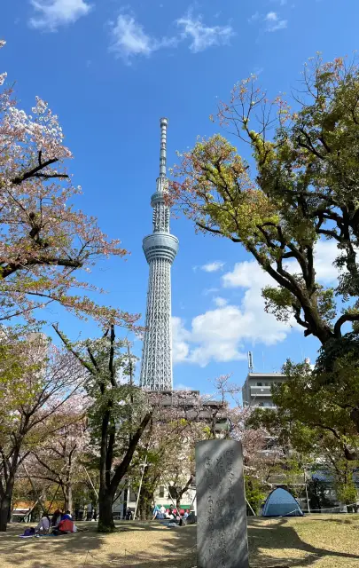 Vue sur la Tokyo Skytree depuis le Sumida park