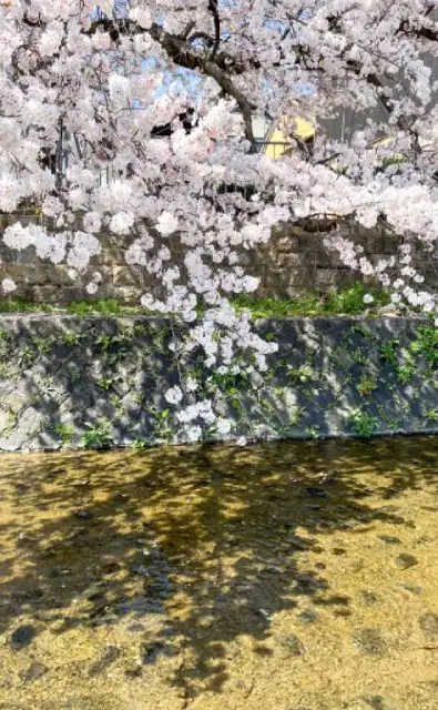 La rivière Kamo et les cerisiers en fleur
